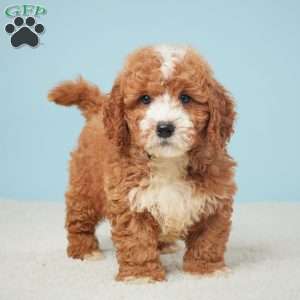 Cooper, Mini Goldendoodle Puppy